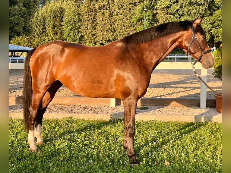 Bawarski koń gorącokrwisty Klacz 8 lat 168 cm Gniada in Neubeuern