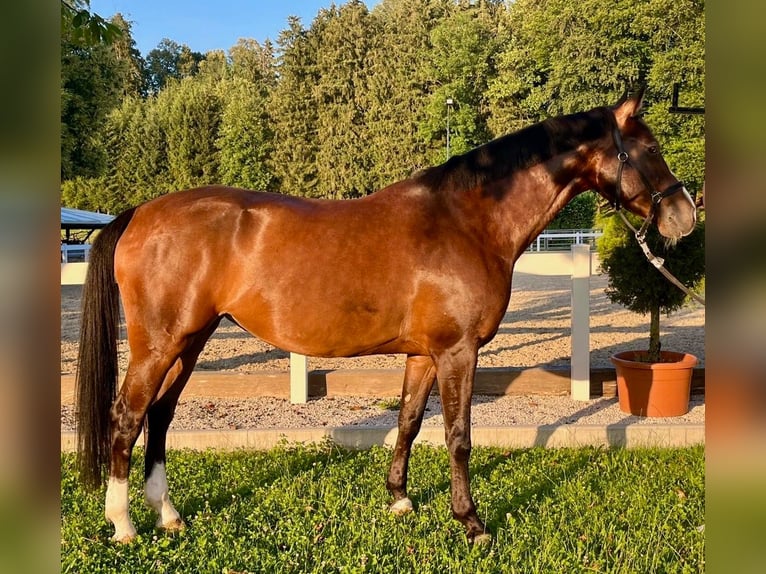 Bawarski koń gorącokrwisty Klacz 8 lat 168 cm Gniada in Neubeuern