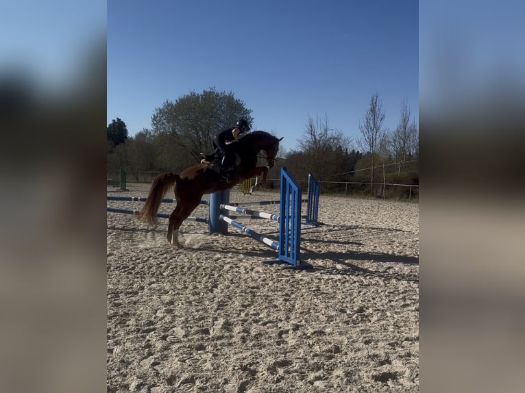 Bawarski koń gorącokrwisty Klacz 9 lat 162 cm Kasztanowata in Witzmannsberg