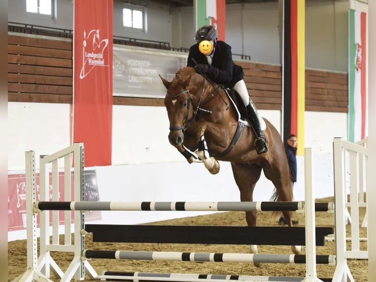 Bawarski koń gorącokrwisty Ogier Źrebak (04/2024) 170 cm Skarogniada in Mainleus