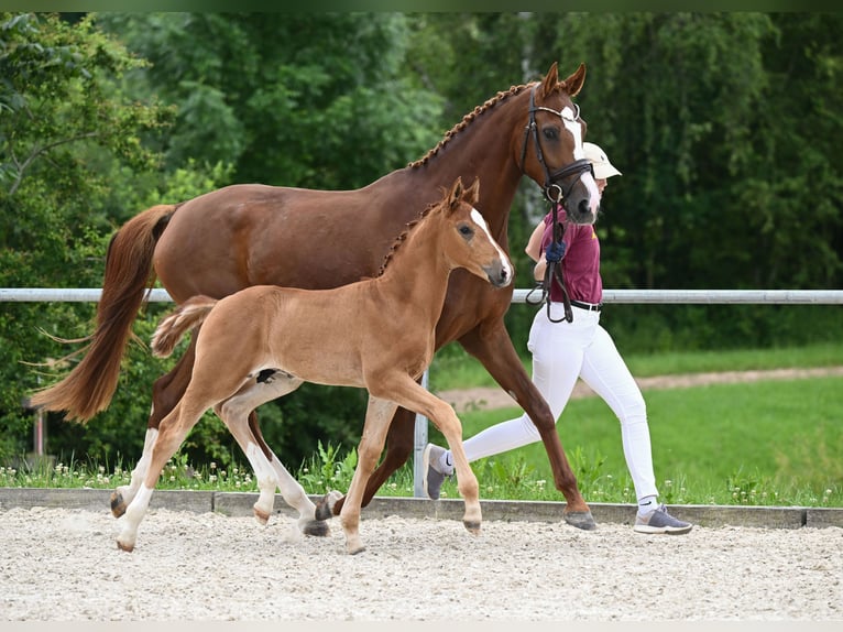 Bawarski koń gorącokrwisty Ogier Źrebak (04/2024) 172 cm Ciemnokasztanowata in Hessisch Oldendorf