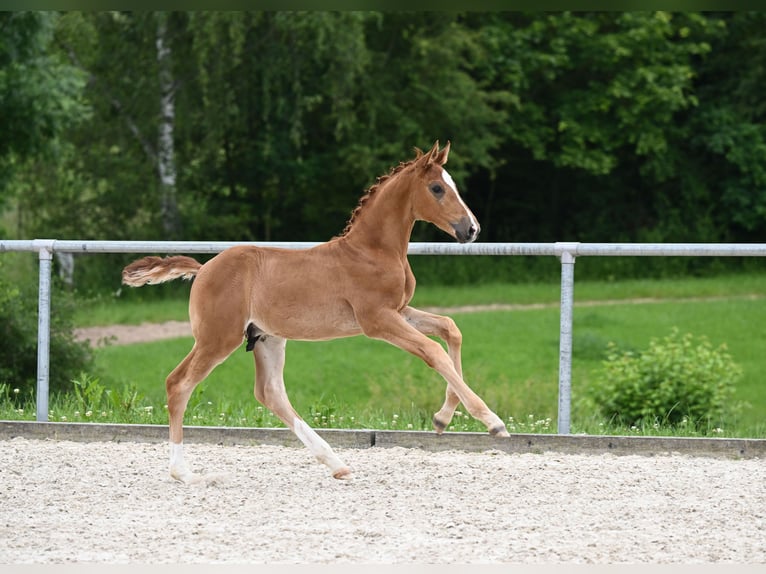 Bawarski koń gorącokrwisty Ogier Źrebak (04/2024) 172 cm Ciemnokasztanowata in Hessisch Oldendorf