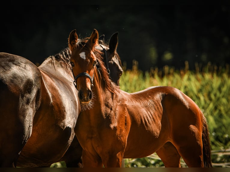 Bawarski koń gorącokrwisty Ogier Źrebak (05/2026) Ciemnogniada in Palling