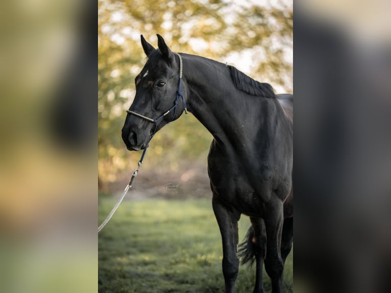 Bawarski koń gorącokrwisty Wałach 10 lat 167 cm Skarogniada in Zorneding