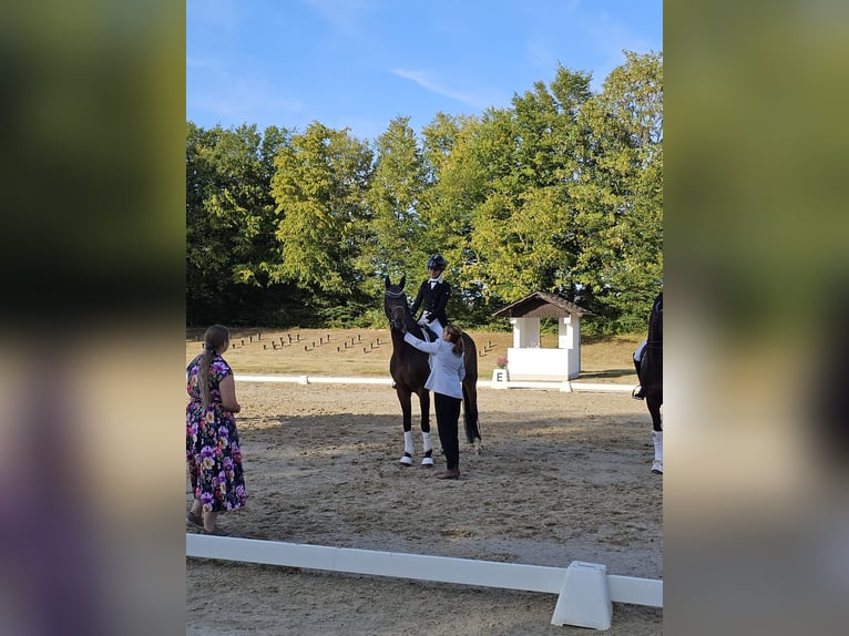 Bawarski koń gorącokrwisty Wałach 10 lat 168 cm Gniada in Riedstadt