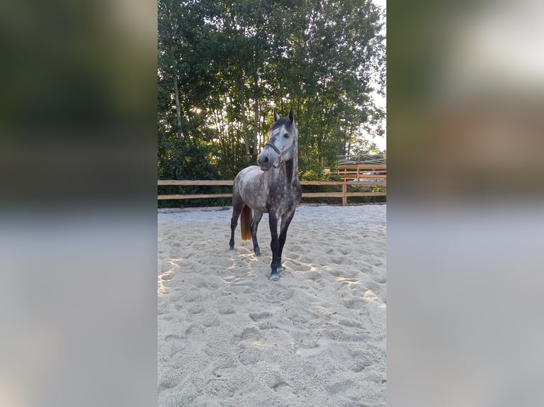 Bawarski koń gorącokrwisty Wałach 10 lat 170 cm Siwa in Feldkirchen-Westerham
