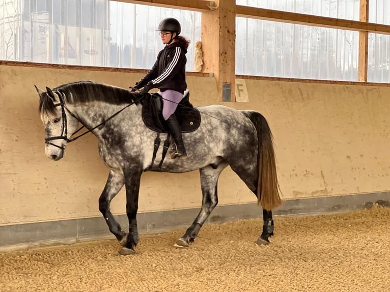 Bawarski koń gorącokrwisty Wałach 10 lat 170 cm Siwa in Feldkirchen-Westerham