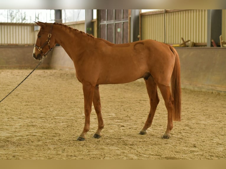 Bawarski koń gorącokrwisty Wałach 11 lat 165 cm Kasztanowata in Geilenkirchen