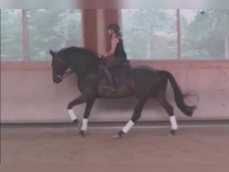 Bawarski koń gorącokrwisty Wałach 11 lat 170 cm Skarogniada in Scheyern
