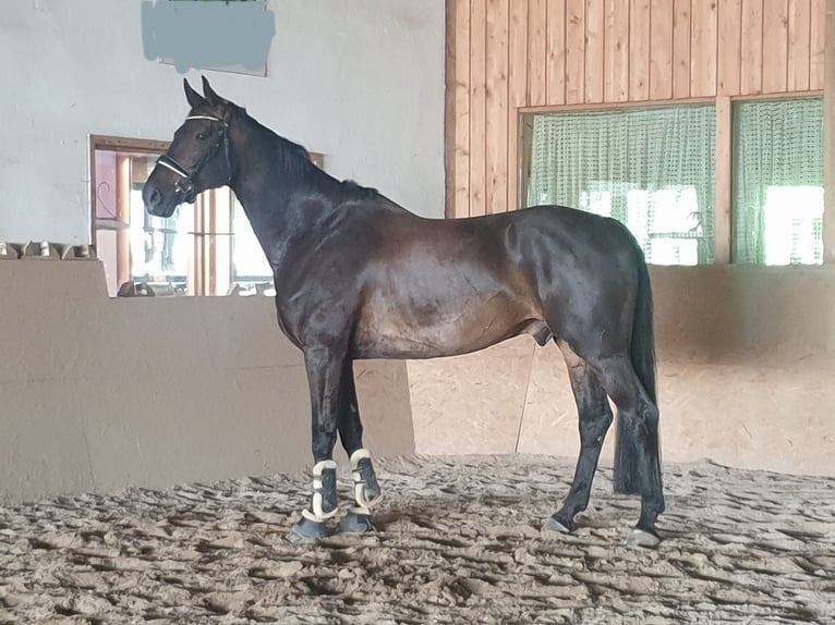 Bawarski koń gorącokrwisty Wałach 11 lat 170 cm Skarogniada in Scheyern