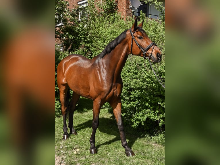 Bawarski koń gorącokrwisty Wałach 12 lat 170 cm Gniada in Ruppertshofen