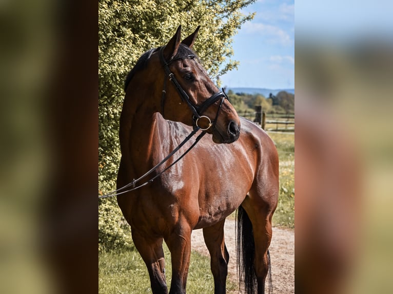 Bawarski koń gorącokrwisty Wałach 12 lat 170 cm Gniada in Ruppertshofen