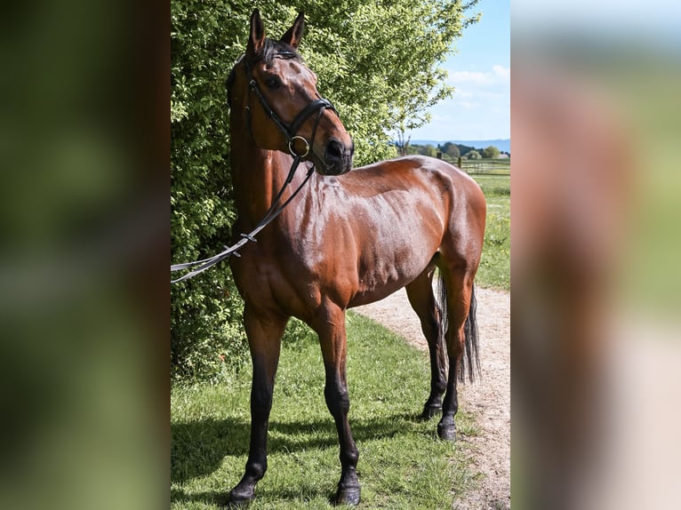 Bawarski koń gorącokrwisty Wałach 12 lat 170 cm Gniada in Ruppertshofen
