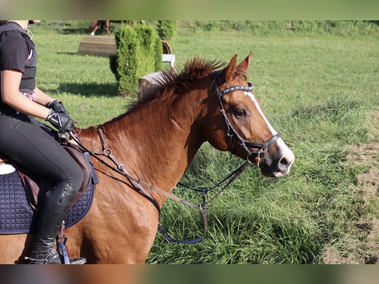 Bawarski koń gorącokrwisty Wałach 13 lat 163 cm Kasztanowata in Buchenberg