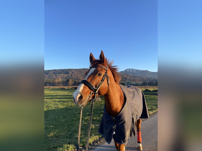 Bawarski koń gorącokrwisty Wałach 13 lat 163 cm Kasztanowata in Buchenberg