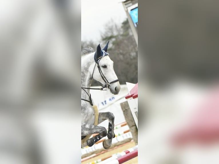 Bawarski koń gorącokrwisty Wałach 13 lat 170 cm Siwa in Mühlheim am Inn