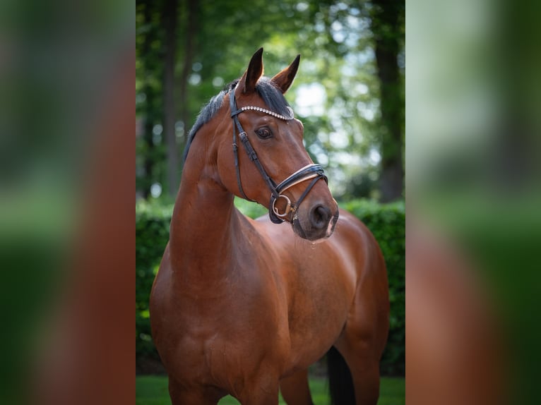 Bawarski koń gorącokrwisty Wałach 13 lat 174 cm Gniada in Essen (Oldenburg)