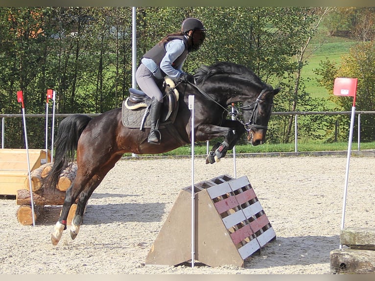 Bawarski koń gorącokrwisty Wałach 14 lat 156 cm Gniada in Deggingen