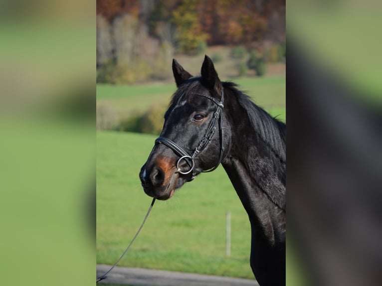 Bawarski koń gorącokrwisty Wałach 14 lat 156 cm Gniada in Deggingen