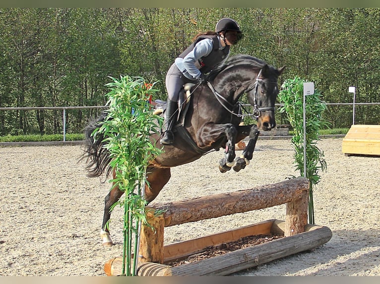 Bawarski koń gorącokrwisty Wałach 14 lat 156 cm Gniada in Deggingen