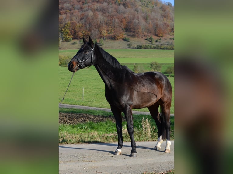 Bawarski koń gorącokrwisty Wałach 14 lat 156 cm Gniada in Deggingen