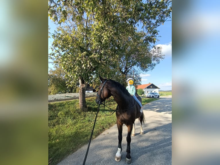 Bawarski koń gorącokrwisty Wałach 14 lat 165 cm Ciemnogniada in Burgkirchen an der Alz