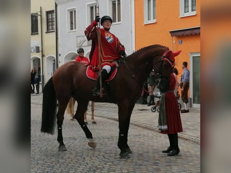 Bawarski koń gorącokrwisty Wałach 14 lat 180 cm Gniada in Dingolfing