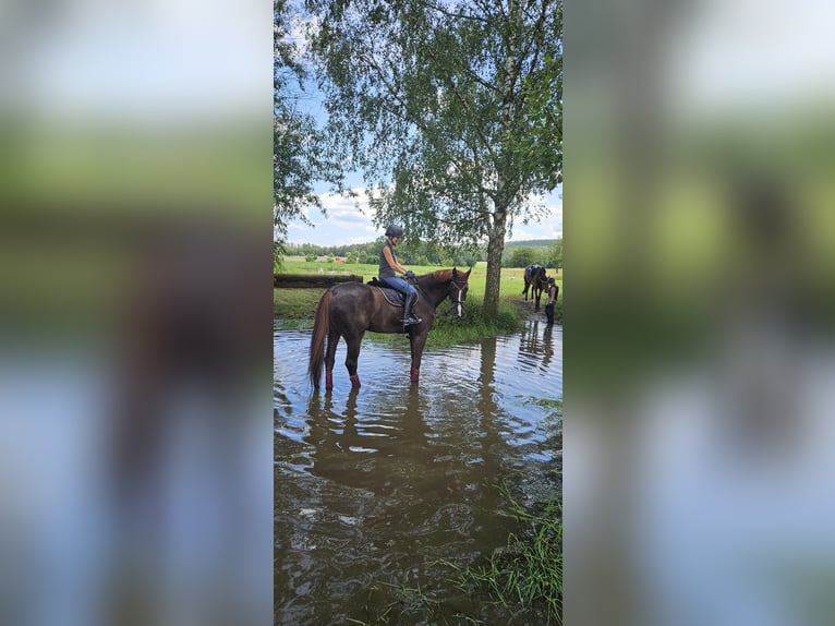 Bawarski koń gorącokrwisty Wałach 14 lat 182 cm Ciemnokasztanowata in Thyrnau