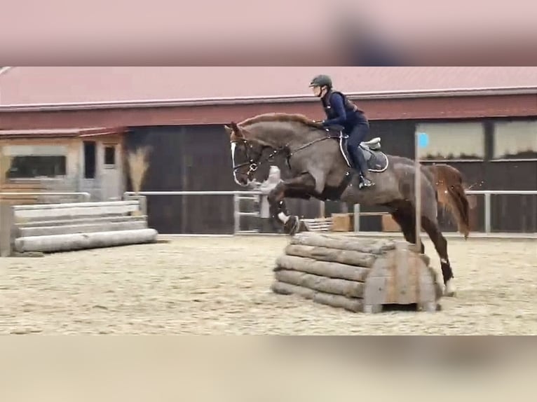 Bawarski koń gorącokrwisty Wałach 14 lat 182 cm Ciemnokasztanowata in Thyrnau