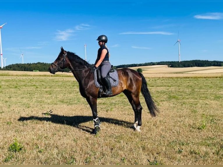 Bawarski koń gorącokrwisty Wałach 15 lat 174 cm Ciemnogniada in Drackenstein