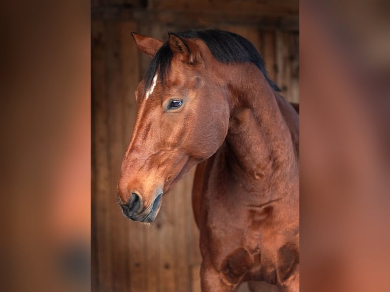 Bawarski koń gorącokrwisty Wałach 15 lat 180 cm Gniada in Dingolfing