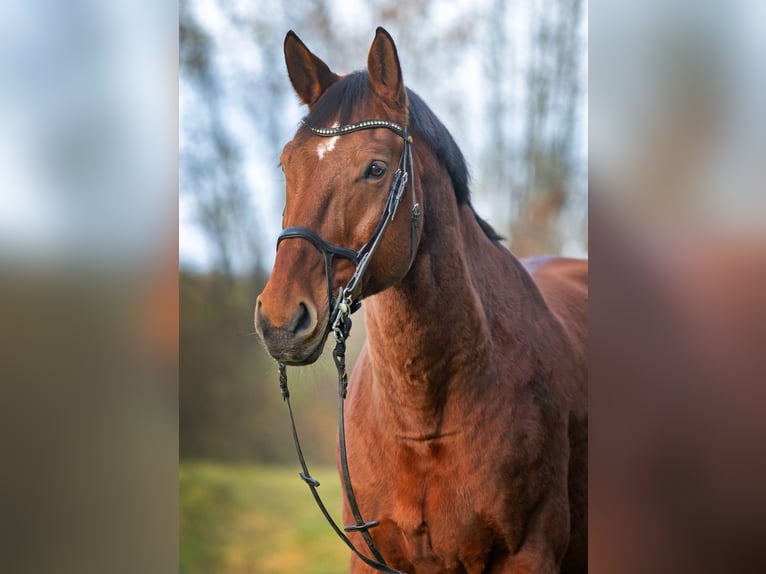 Bawarski koń gorącokrwisty Wałach 15 lat 180 cm Gniada in Dingolfing