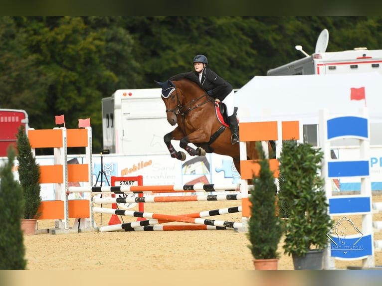 Bawarski koń gorącokrwisty Wałach 15 lat 180 cm Gniada in Dingolfing