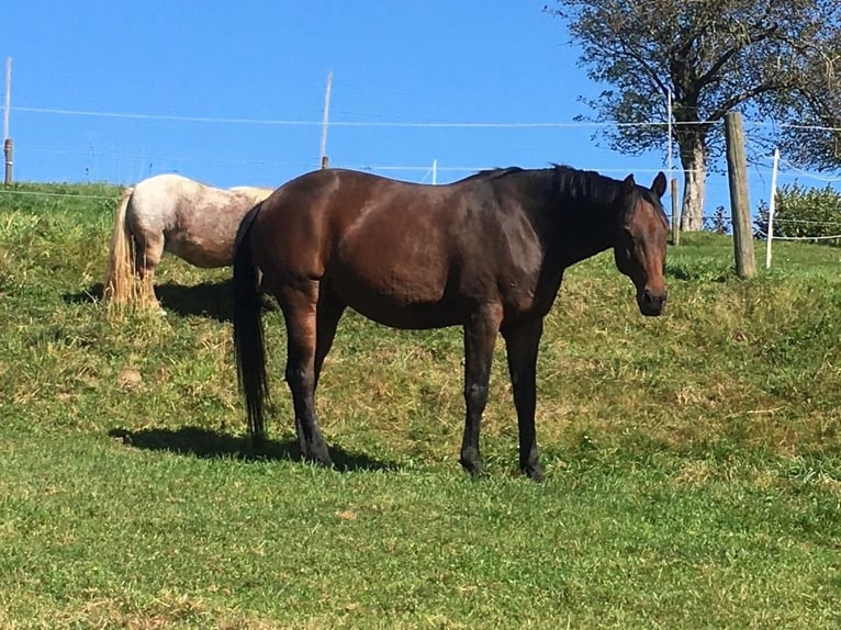Bawarski koń gorącokrwisty Wałach 16 lat 165 cm Gniada in Wegscheid