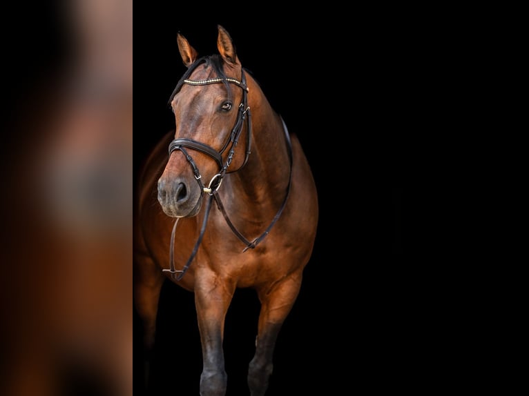 Bawarski koń gorącokrwisty Wałach 16 lat 165 cm Gniada in Wegscheid