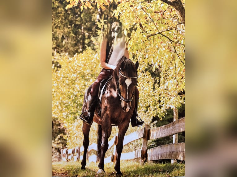 Bawarski koń gorącokrwisty Wałach 17 lat 162 cm Gniada in Vilsbiburg