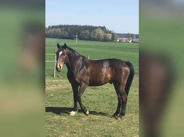 Bawarski koń gorącokrwisty Wałach 17 lat 162 cm Gniada in Vilsbiburg