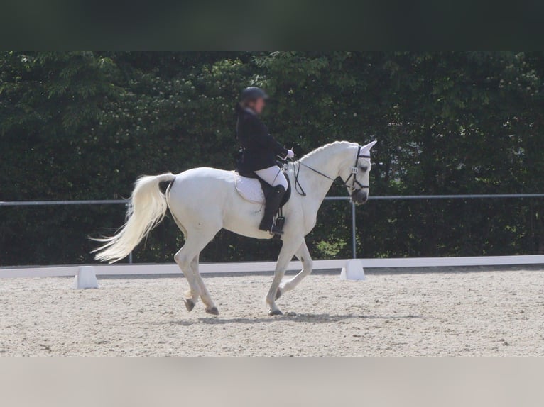 Bawarski koń gorącokrwisty Wałach 17 lat 165 cm Siwa in Bodenkirchen