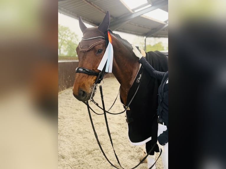 Bawarski koń gorącokrwisty Wałach 17 lat 170 cm Ciemnogniada in Lienen