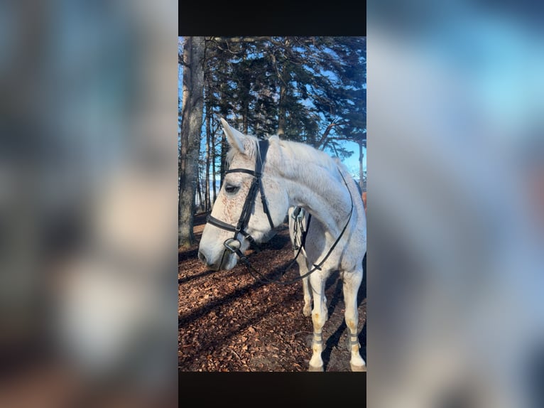 Bawarski koń gorącokrwisty Wałach 17 lat 175 cm Siwa w hreczce in Hohenems