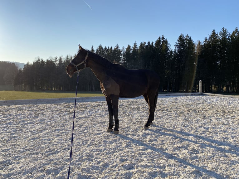 Bawarski koń gorącokrwisty Wałach 18 lat 170 cm Skarogniada in Schorndorf
