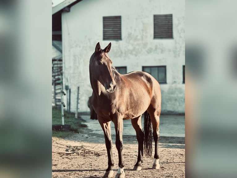 Bawarski koń gorącokrwisty Wałach 19 lat 168 cm Gniada in Mehring