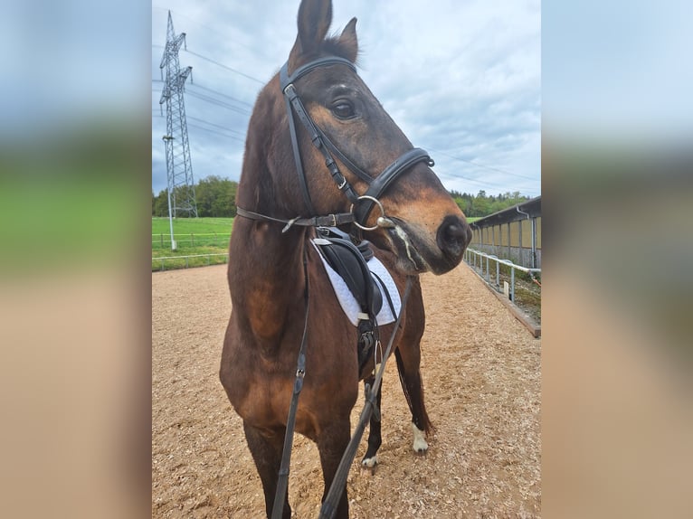 Bawarski koń gorącokrwisty Wałach 21 lat 169 cm Gniada in Senden