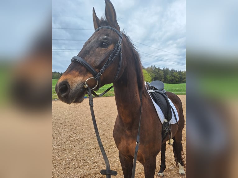 Bawarski koń gorącokrwisty Wałach 21 lat 169 cm Gniada in Senden