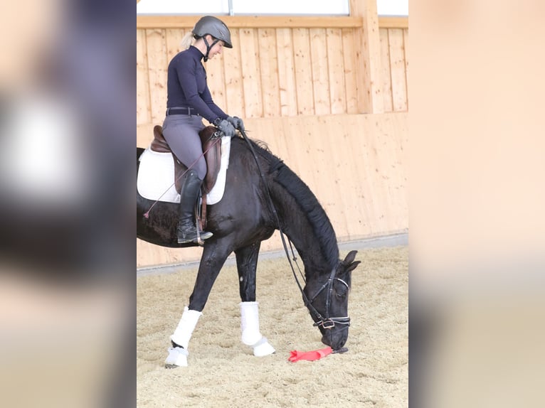 Bawarski koń gorącokrwisty Wałach 4 lat 161 cm Skarogniada in Wolfsbach