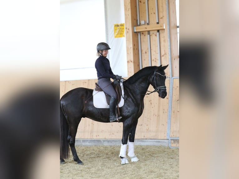 Bawarski koń gorącokrwisty Wałach 4 lat 161 cm Skarogniada in Wolfsbach