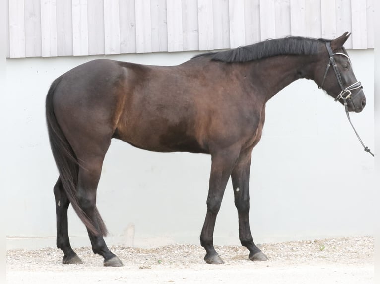 Bawarski koń gorącokrwisty Wałach 4 lat 161 cm Skarogniada in Wolfsbach