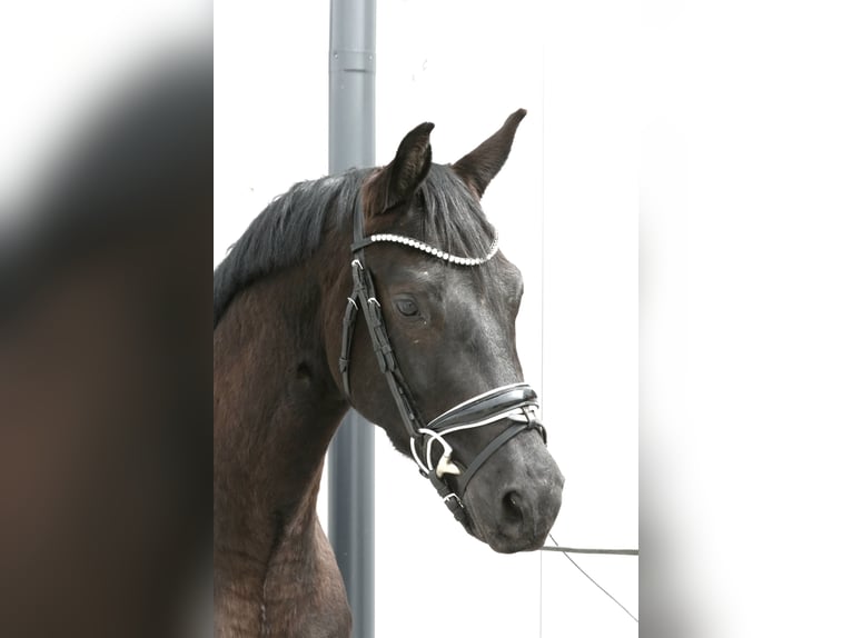 Bawarski koń gorącokrwisty Wałach 4 lat 161 cm Skarogniada in Wolfsbach
