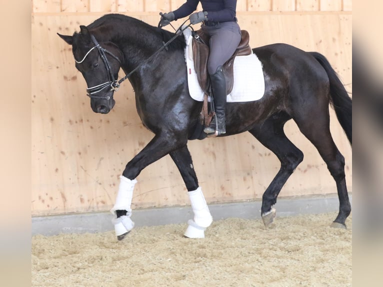 Bawarski koń gorącokrwisty Wałach 4 lat 161 cm Skarogniada in Wolfsbach