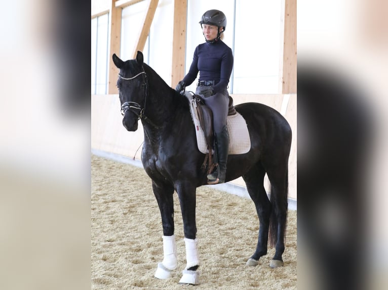 Bawarski koń gorącokrwisty Wałach 4 lat 161 cm Skarogniada in Wolfsbach